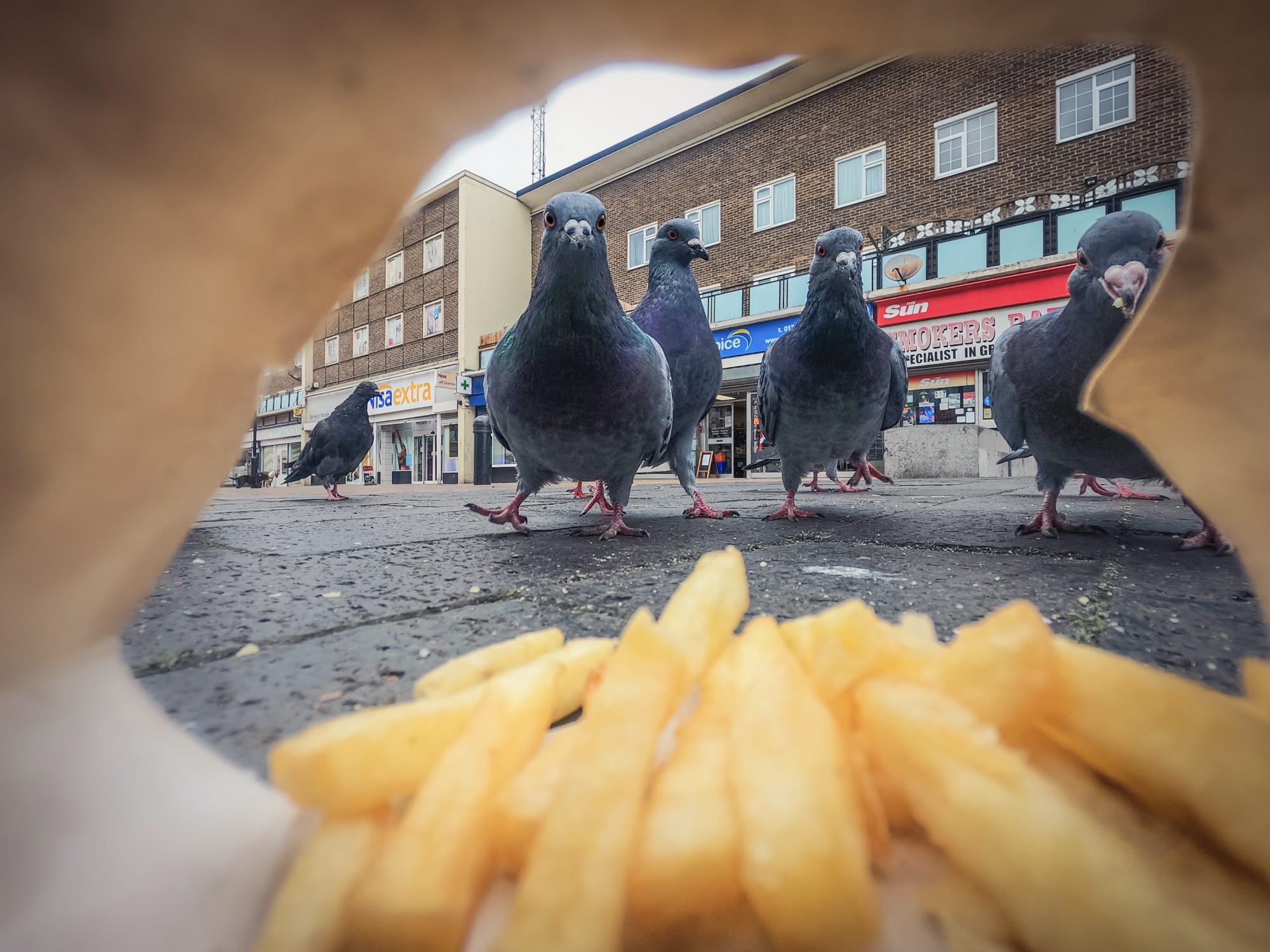 Feral Pigeons and a Feisty Fox Take Top Honors in the 2025 British Wildlife Photography Awards — Colossal