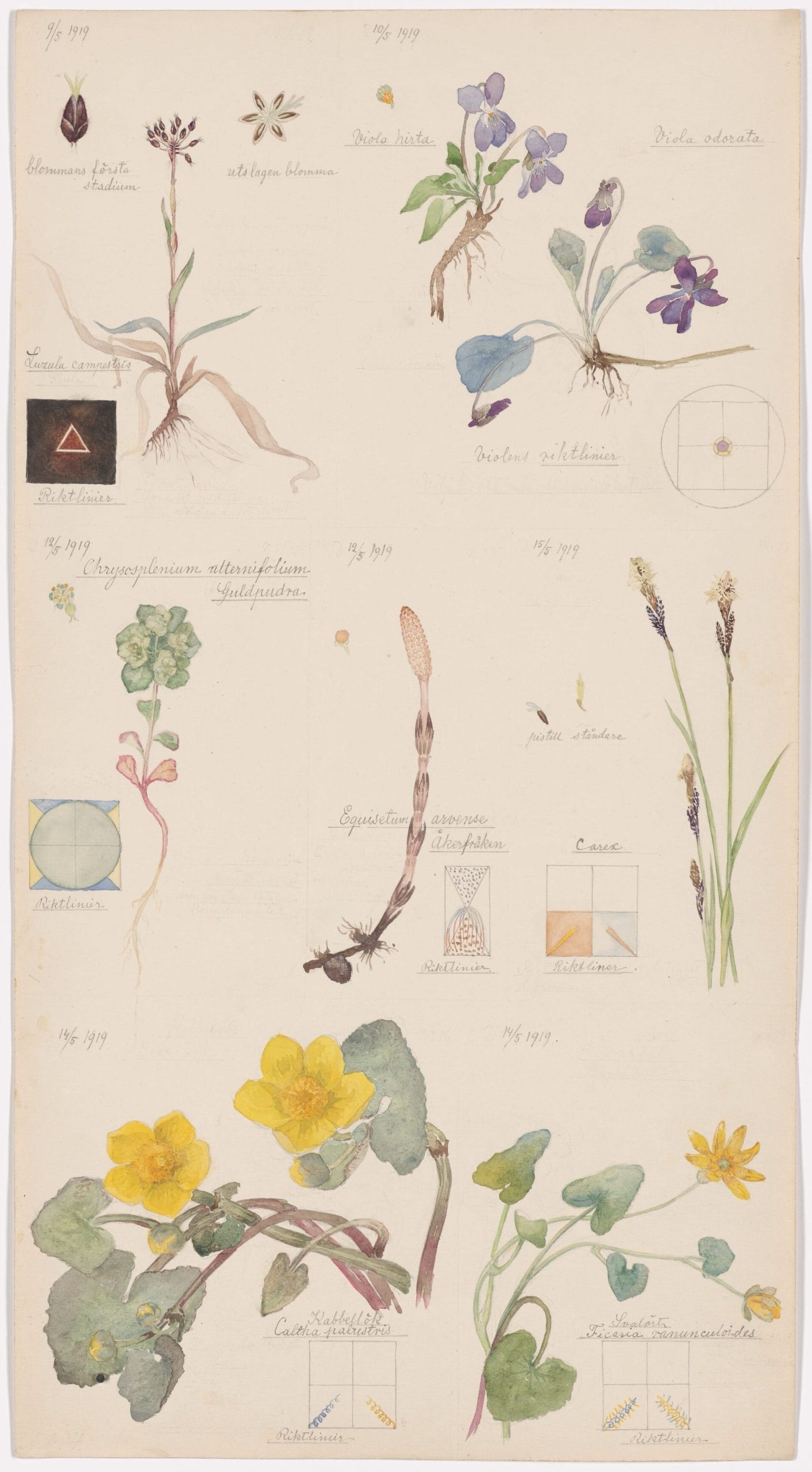 A Unique Portfolio of Hilma af Klint’s Botanical Drawings Communes with Nature’s Spiritual Side — Colossal